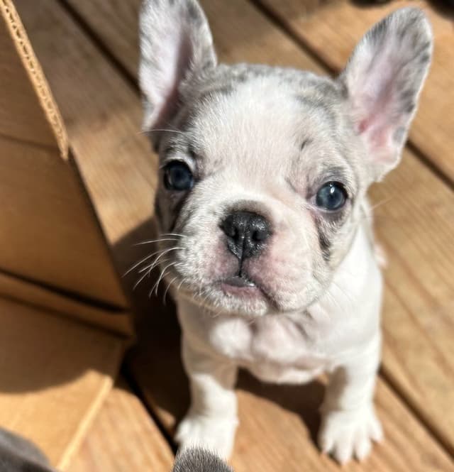 French Bulldog Puppies media 2