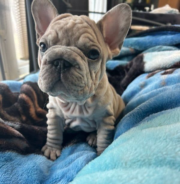 French Bulldog Puppies media 3