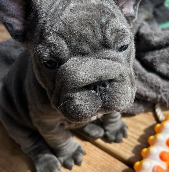 French Bulldog Puppies media 4