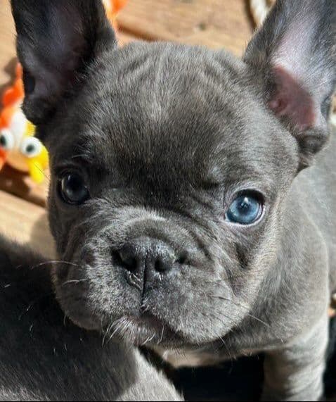 French Bulldog Puppies media 5