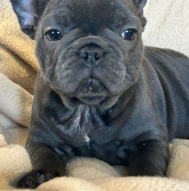 French Bulldog Puppies media 6