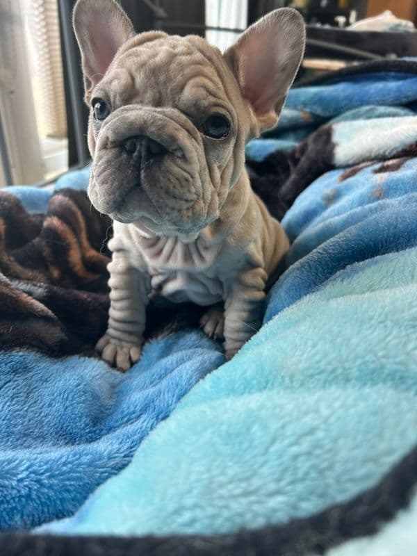 French Bulldog Puppies media 7