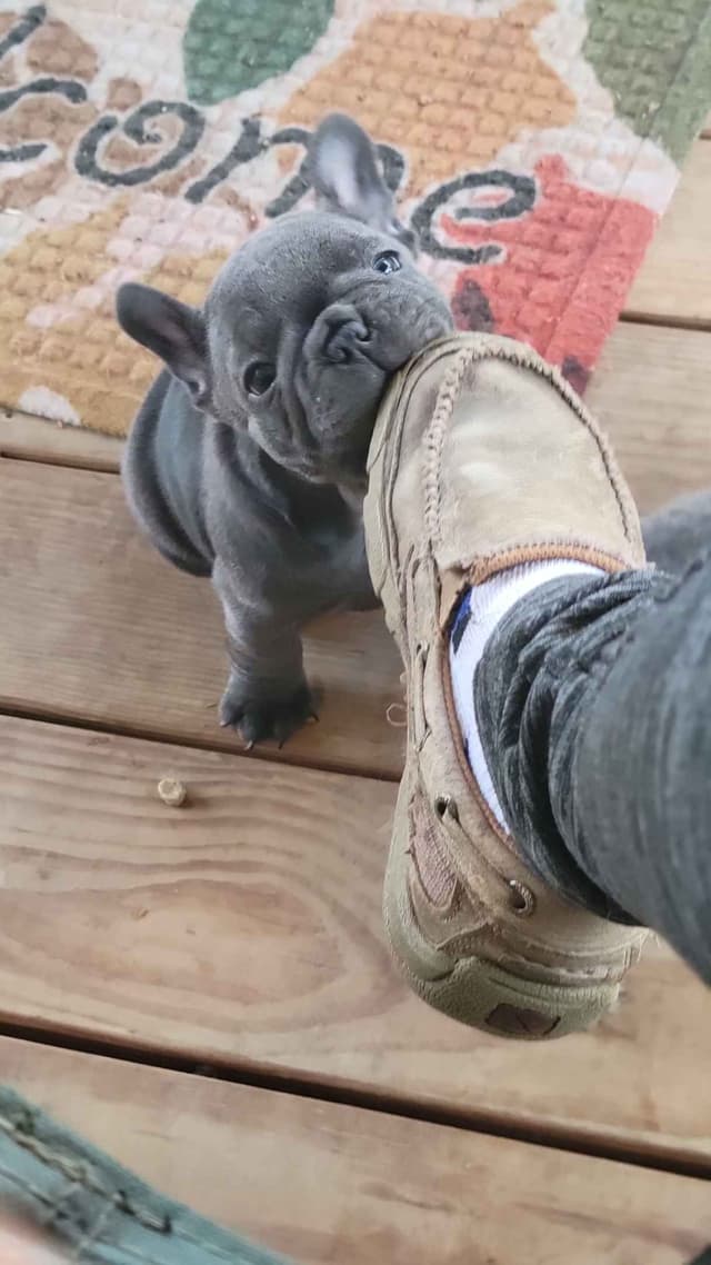 French Bulldog Puppies media 8