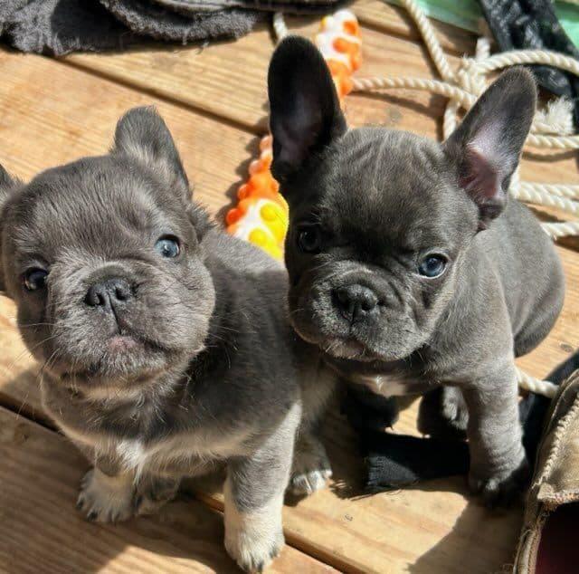 French Bulldog Puppies media 9