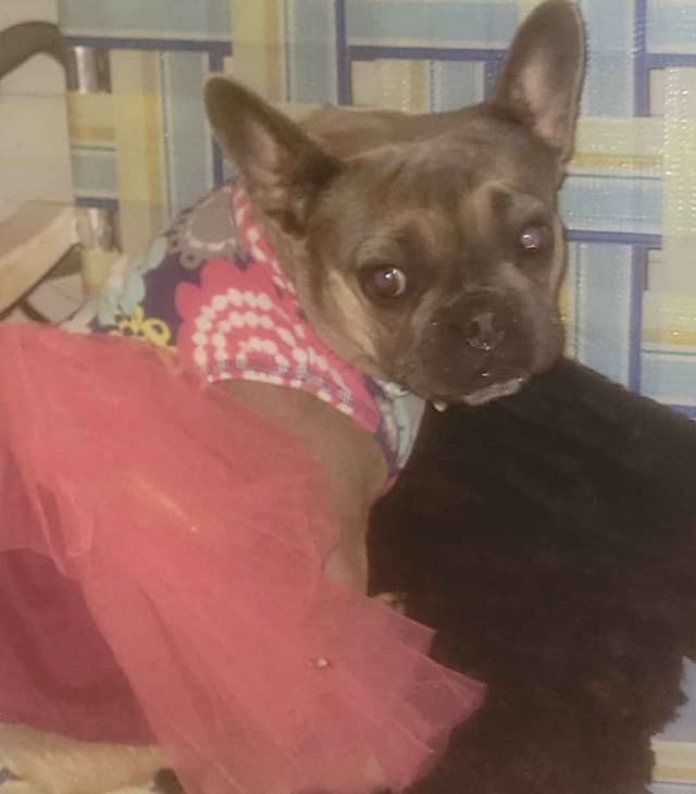French Bulldog Puppies media 10