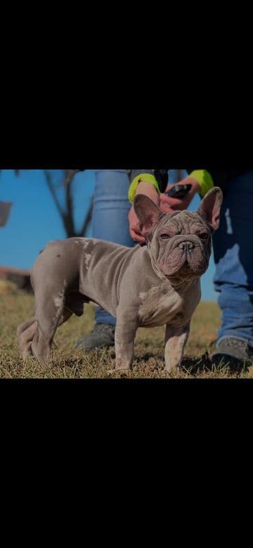 French Bulldog Puppies media 11