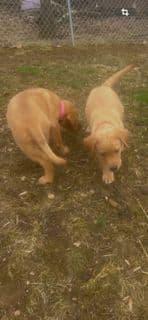 Labrador Retriever Puppies media 2
