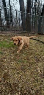 Labrador Retriever Puppies media 3