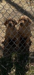 Labrador Retriever Puppies media 4