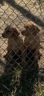 Labrador Retriever Puppies media 5