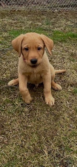 Labrador Retriever Puppies media 6