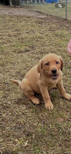 Labrador Retriever Puppies media 7