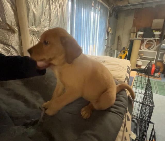 Labrador Retriever Puppies media 8