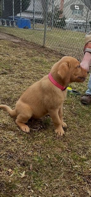 Labrador Retriever Puppies media 9