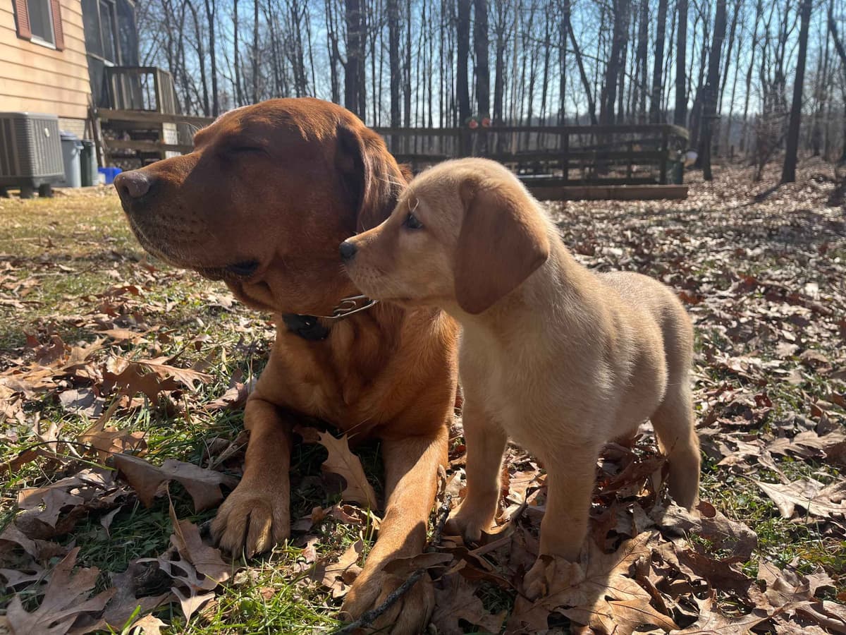 Labrador Retriever Puppies breeder image 1