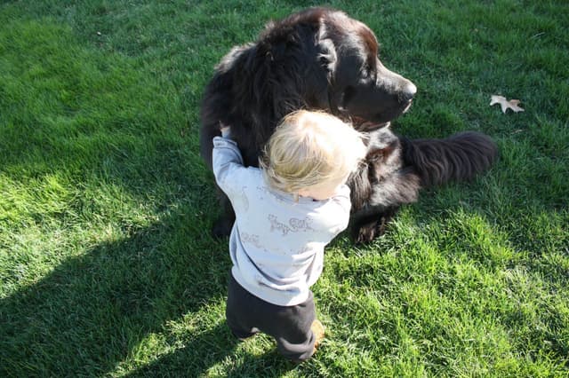 Newfoundland Puppies media 3