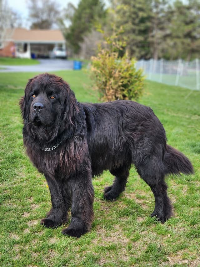Newfoundland Puppies media 4