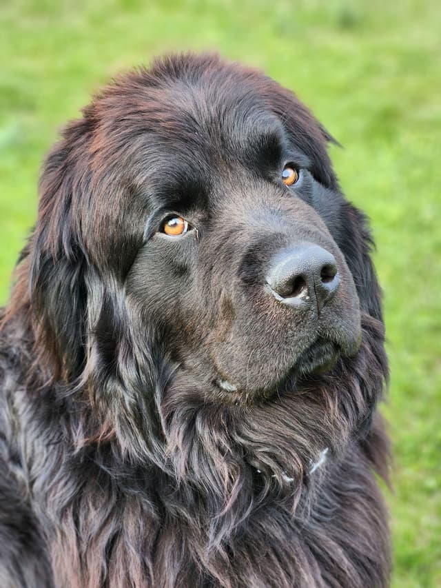 Newfoundland Puppies media 5