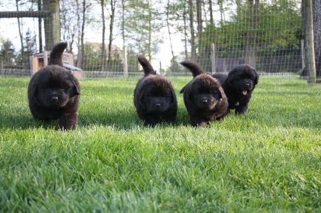 Newfoundland Puppies media 7