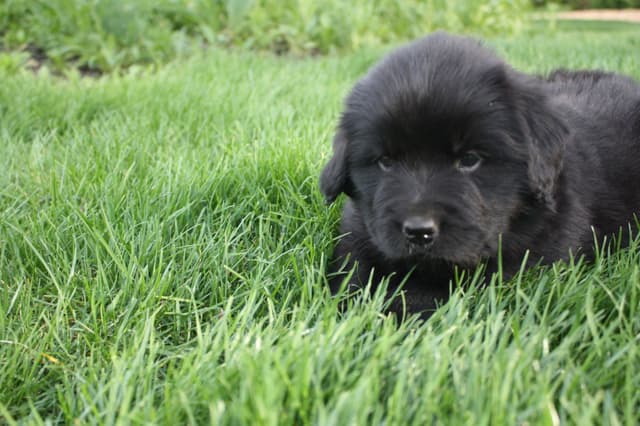 Newfoundland Puppies media 8