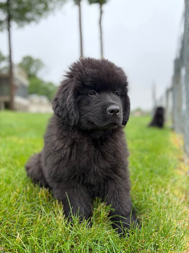 Newfoundland Puppies media 10