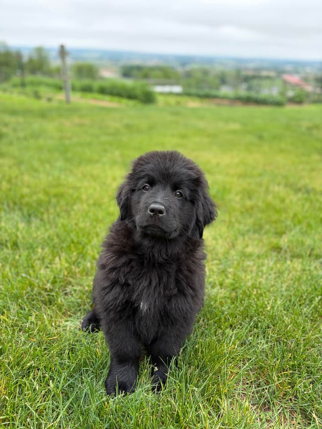 Newfoundland Puppies media 11