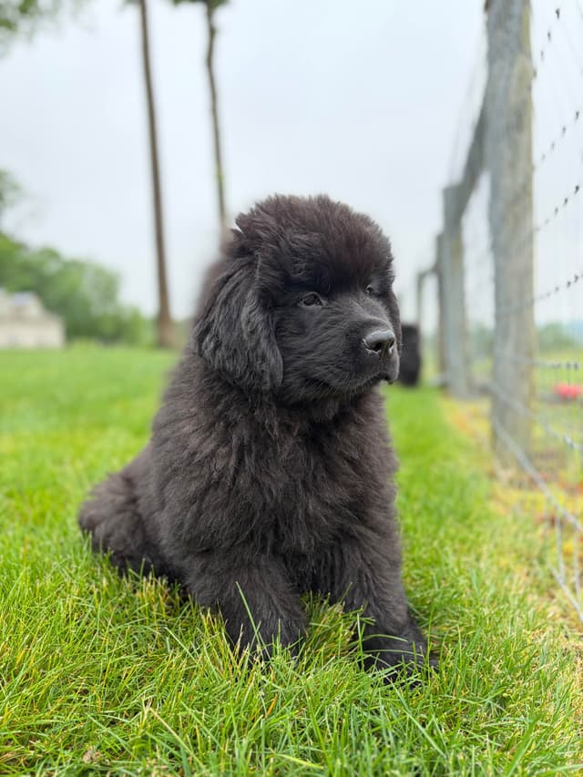 Newfoundland Puppies media 12