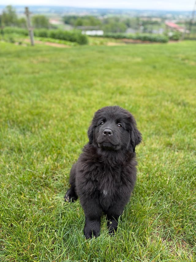 Newfoundland Puppies media 13