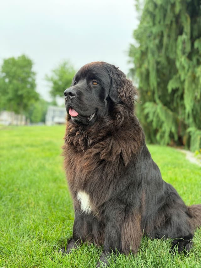 Newfoundland Puppies media 14