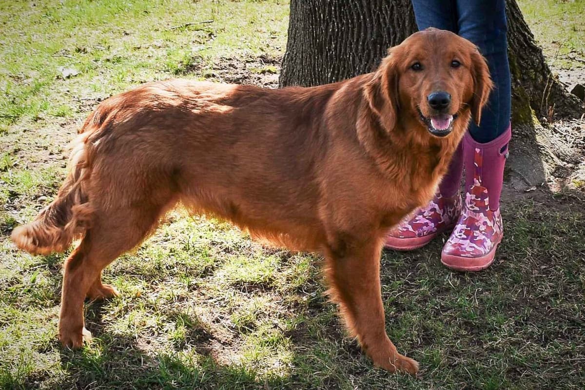 Golden Retriever Puppies breeder image 1