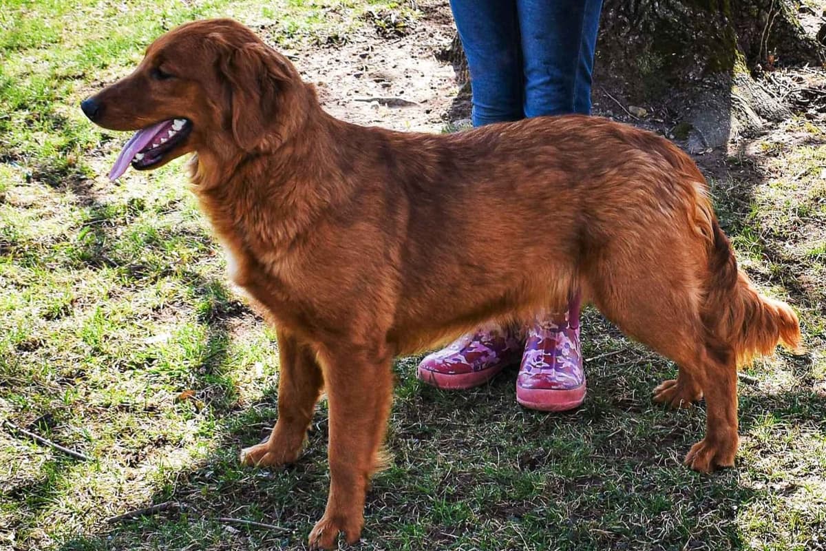 Golden Retriever Puppies breeder image 2