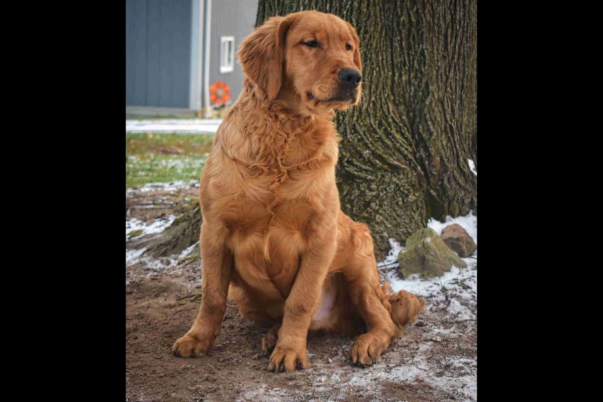 Golden Retriever Puppies breeder image 3
