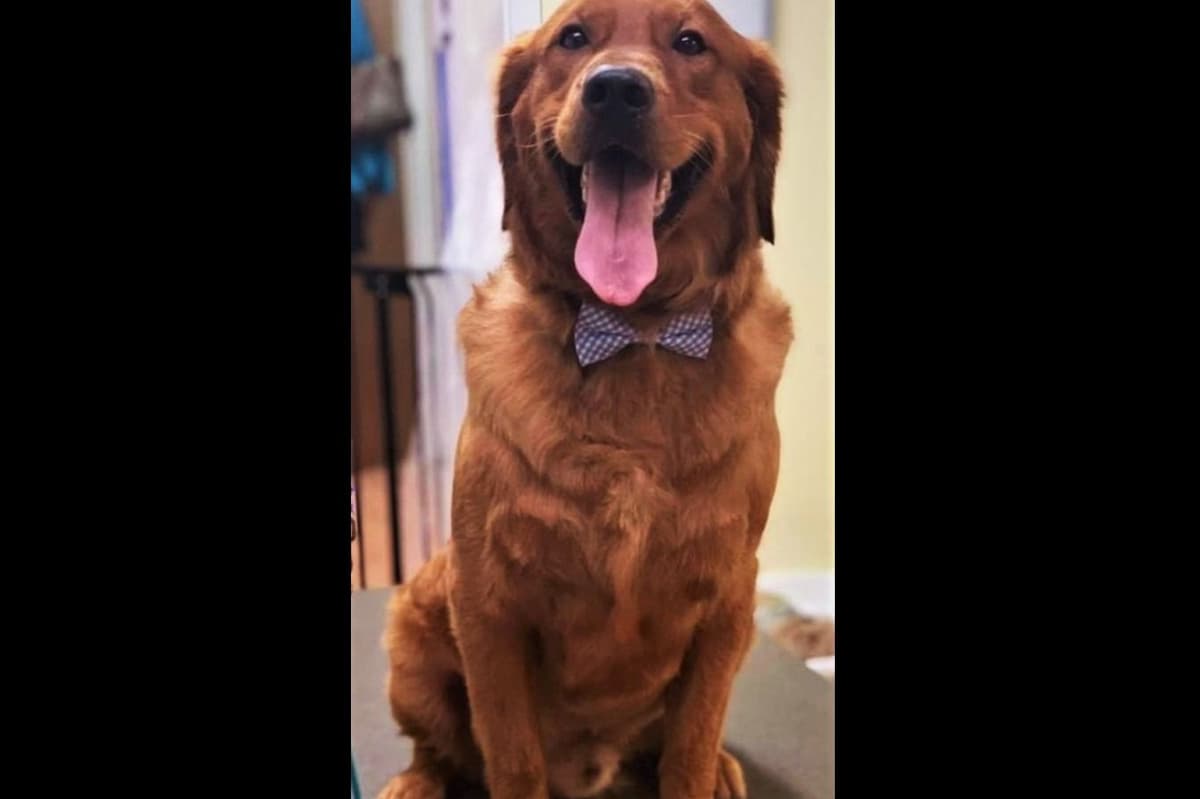 Golden Retriever Puppies breeder image 4