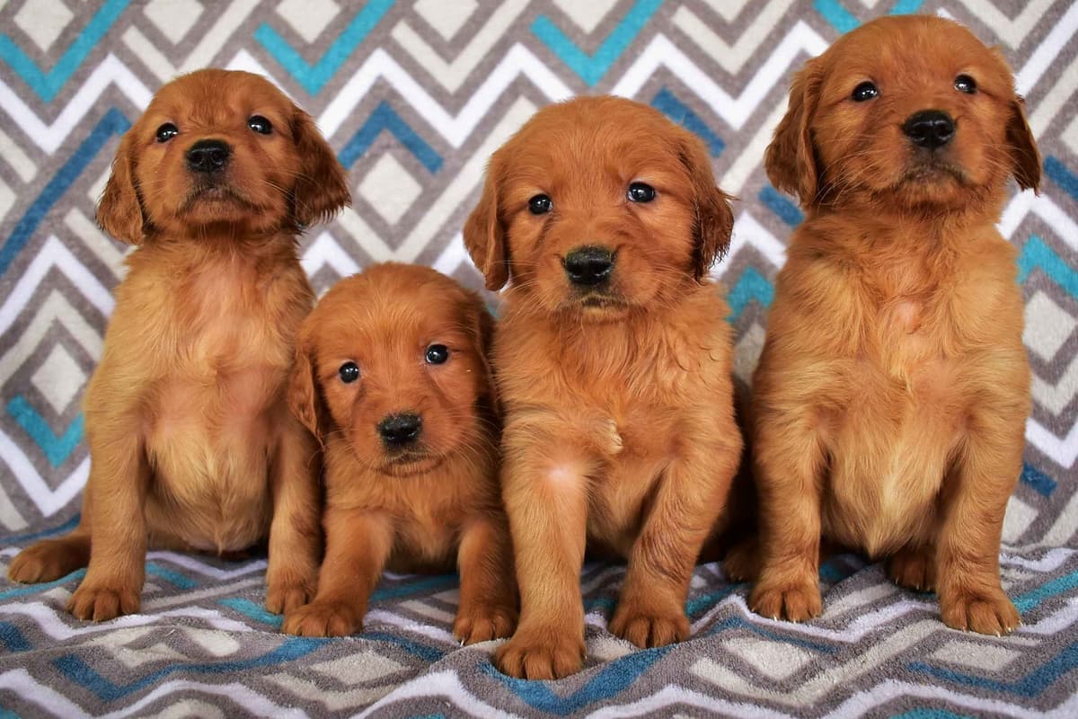 Golden Retriever Puppies breeder image 5