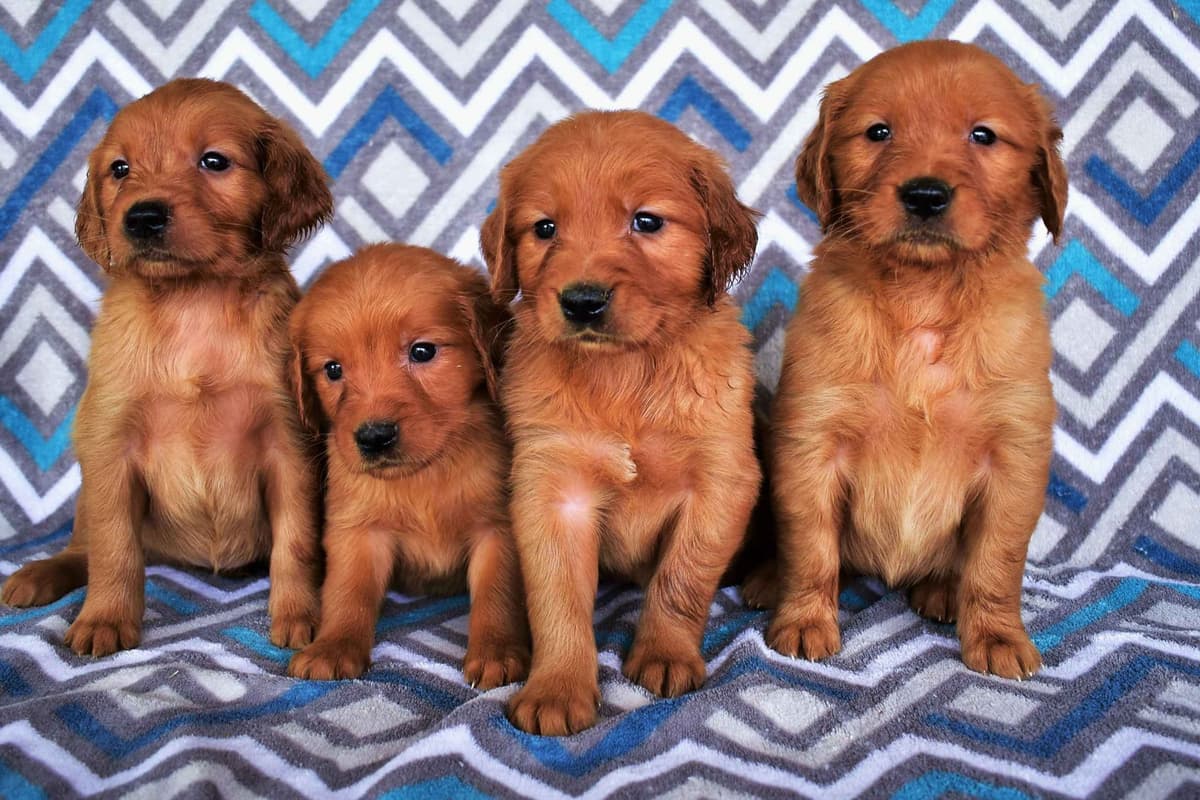 Golden Retriever Puppies breeder image 6