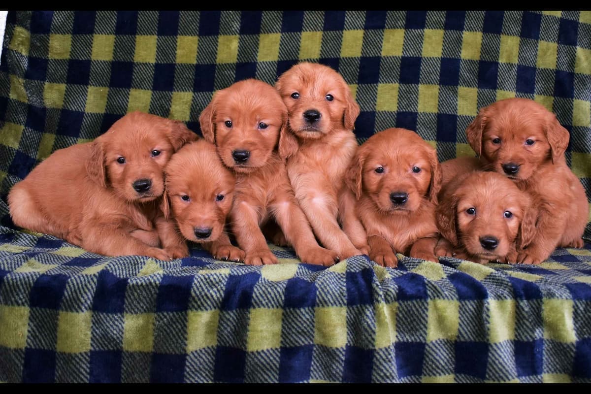 Golden Retriever Puppies breeder image 7