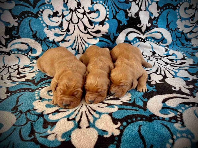 Golden Retriever Puppies media 2