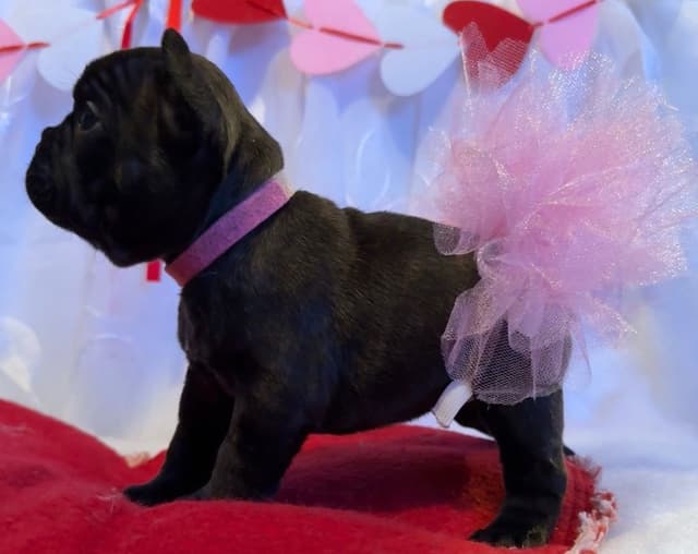 French Bulldog Puppies media 2