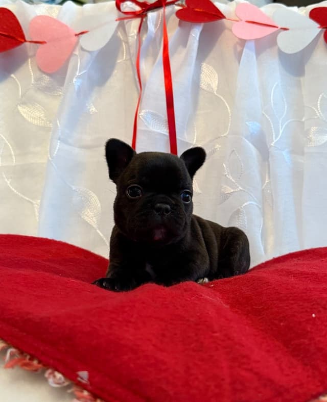 French Bulldog Puppies media 4