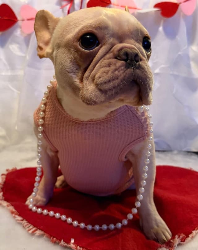 French Bulldog Puppies media 6