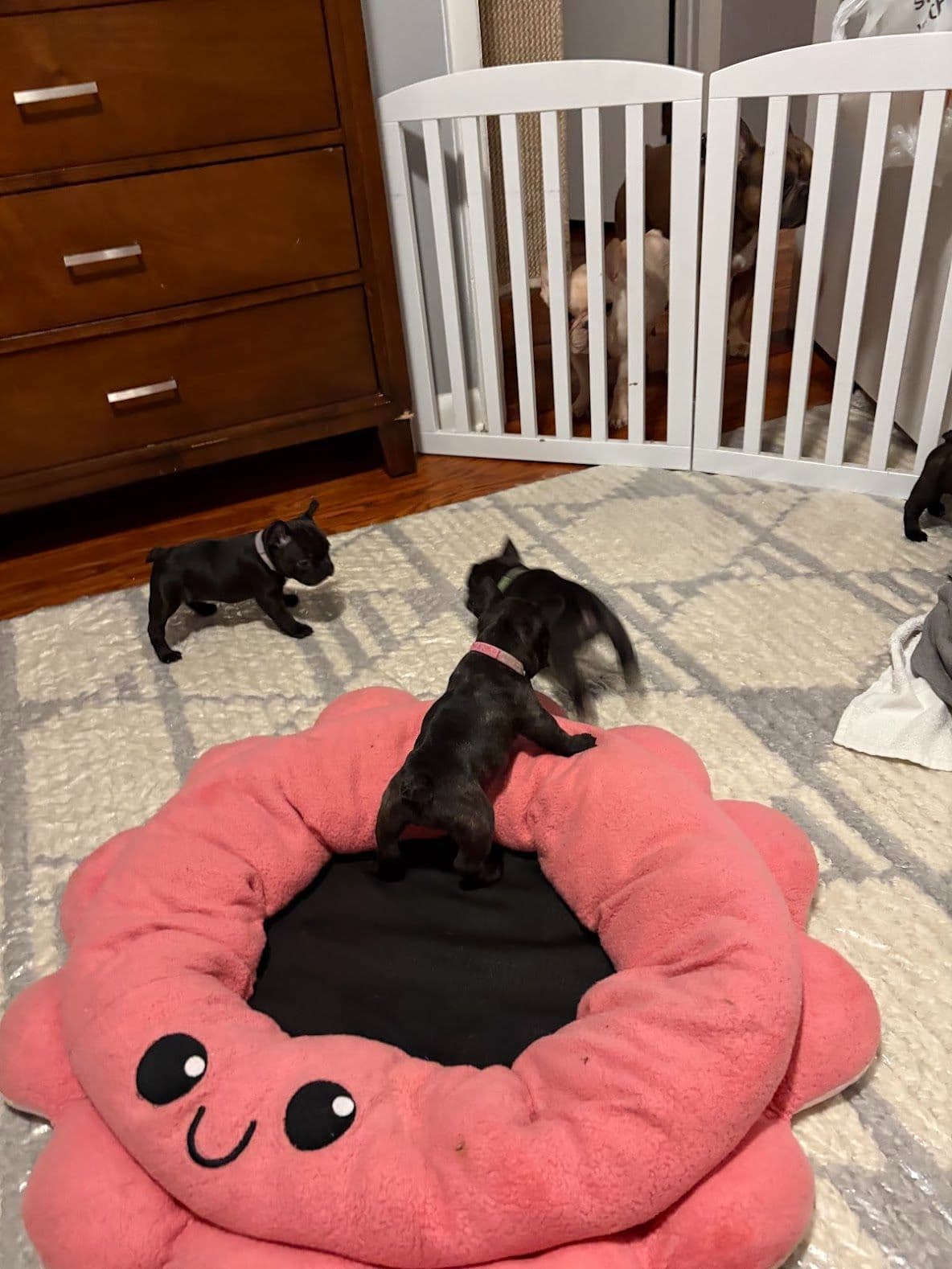 French Bulldog Puppies breeder image 1