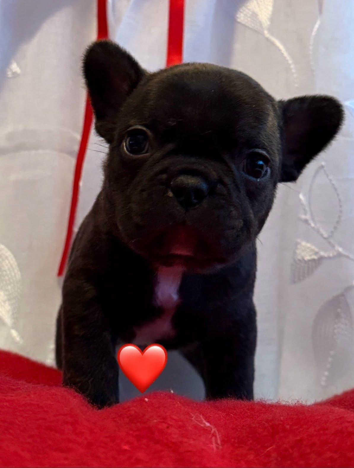 French Bulldog Puppies breeder image 4