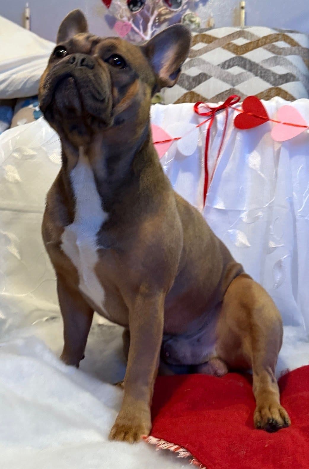 French Bulldog Puppies breeder image 6