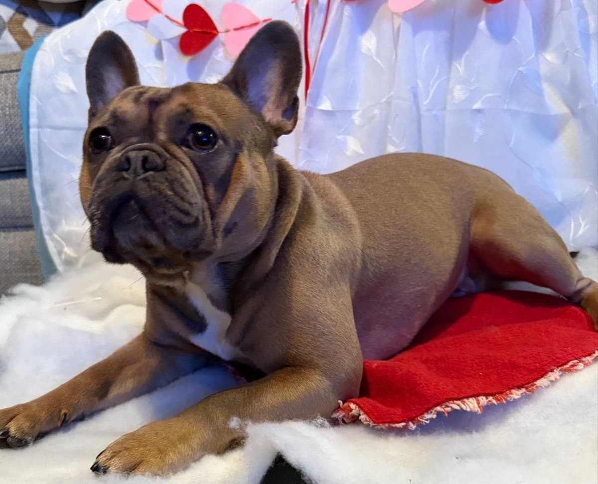 French Bulldog Puppies breeder image 7
