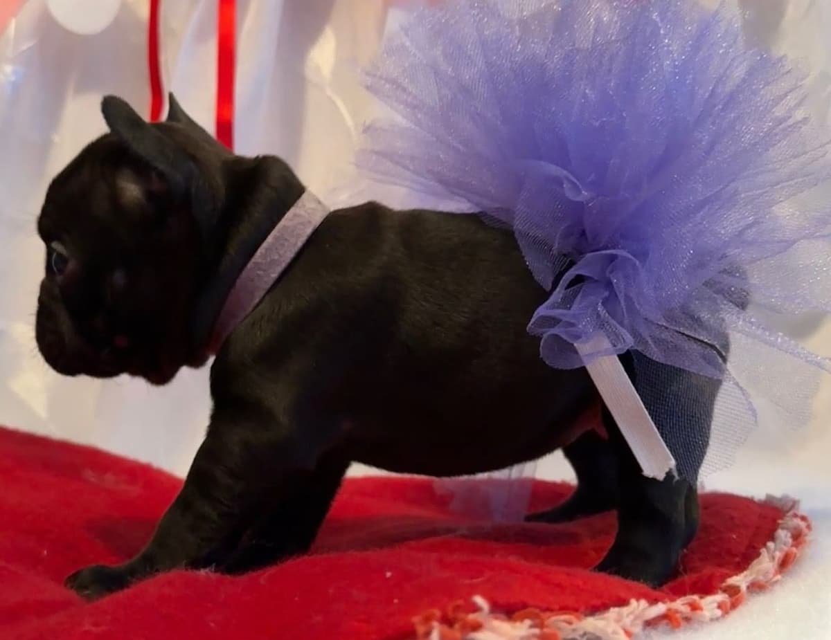 French Bulldog Puppies breeder image 9