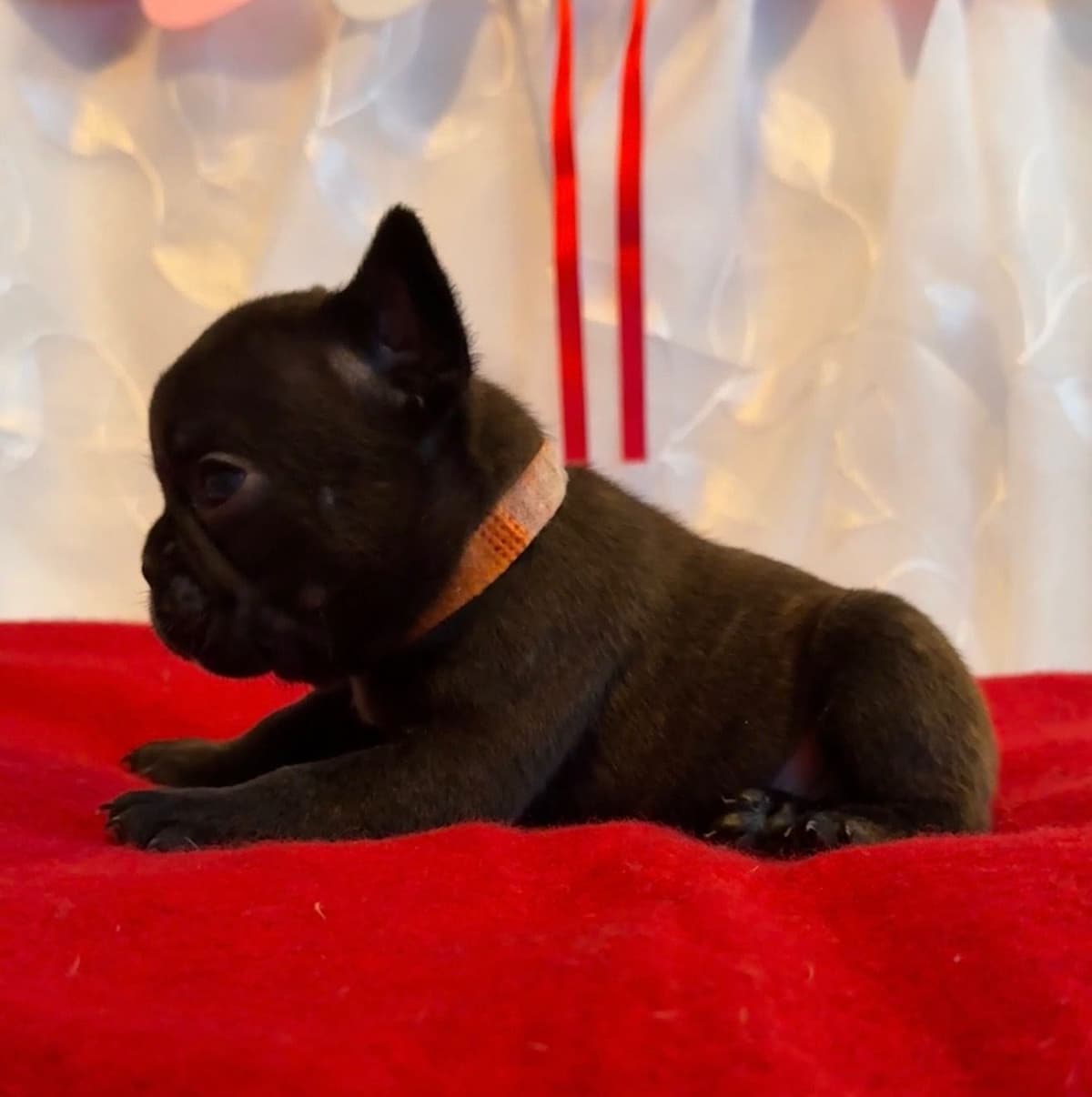 French Bulldog Puppies breeder image 11
