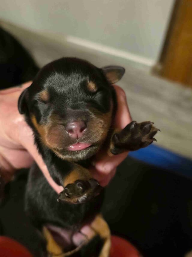 Rottweiler Puppies media 2