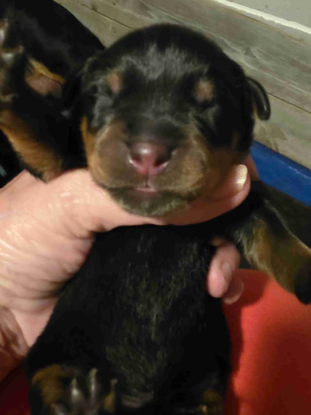 Rottweiler Puppies media 3