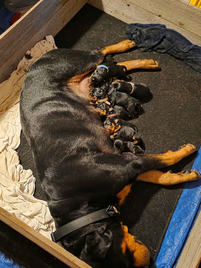 Rottweiler Puppies media 4