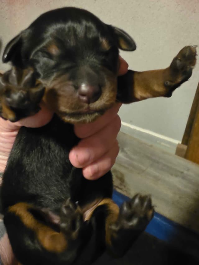 Rottweiler Puppies media 5